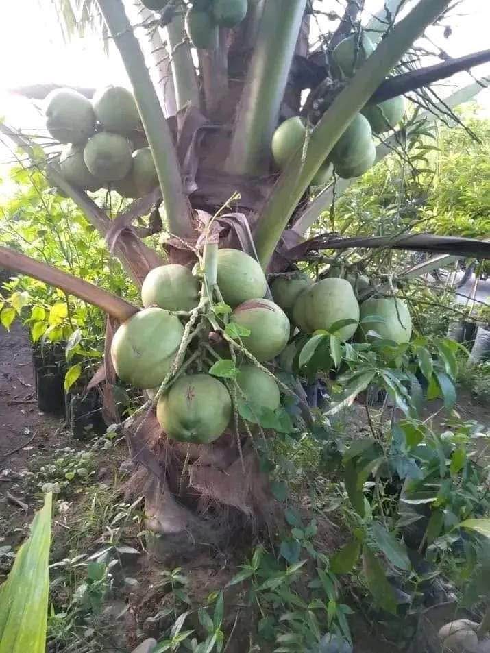 Miche ya muda mfupi